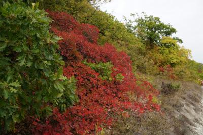 Прикрепленное изображение: A58DSC01064-1.jpg